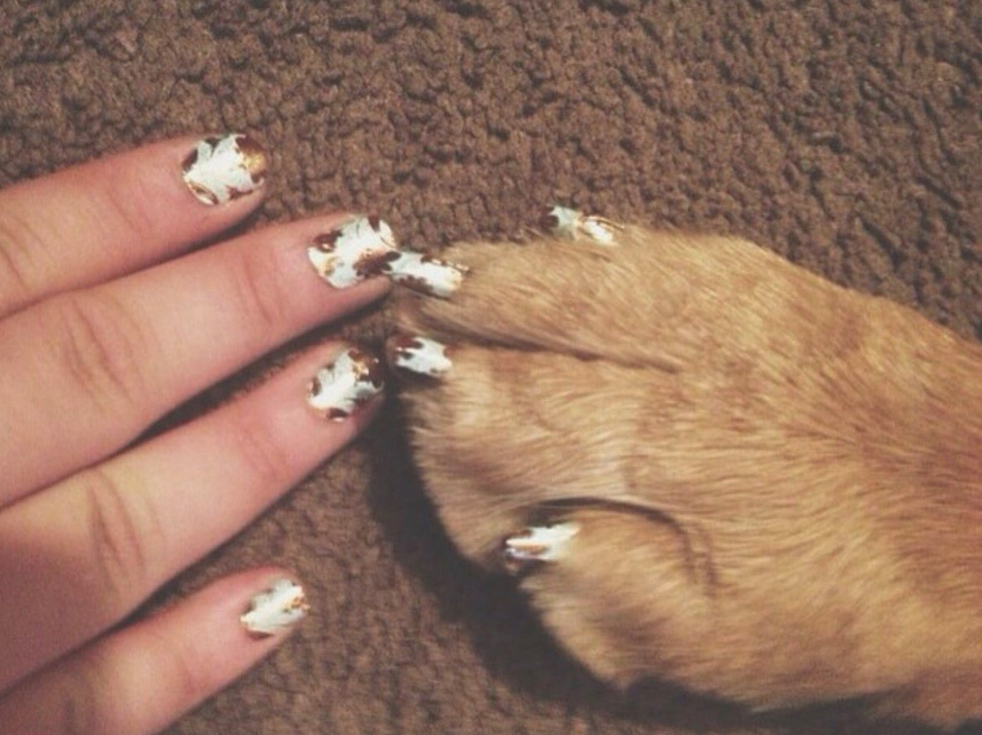 Mascotas con las uñas pintadas como sus dueñas 