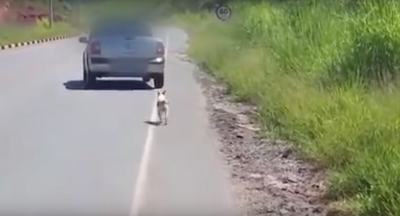 El Cruel Video De Como Un Perro Es Abandonado En La Carretera Red17