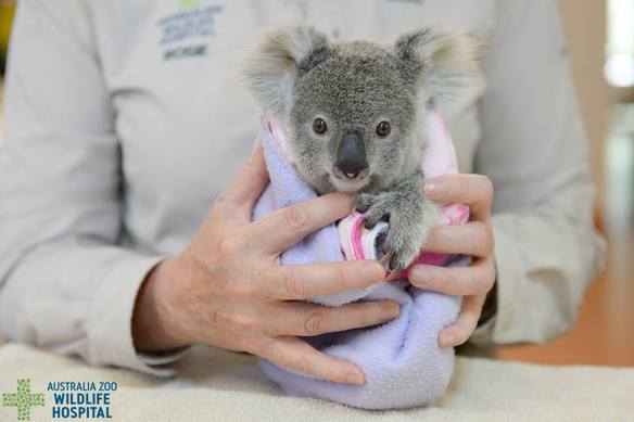 Este Koala Huerfano A Encontrado Una Nueva Mama De Peluche Red17