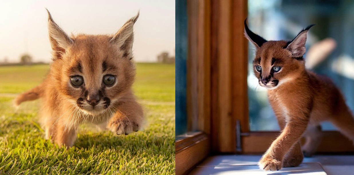 Estos felinos son los animales más adorables del mundo. | Red17