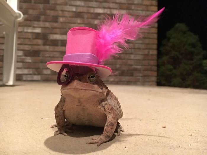 Este hombre fabrica sombreros para el sapo que siempre está en su