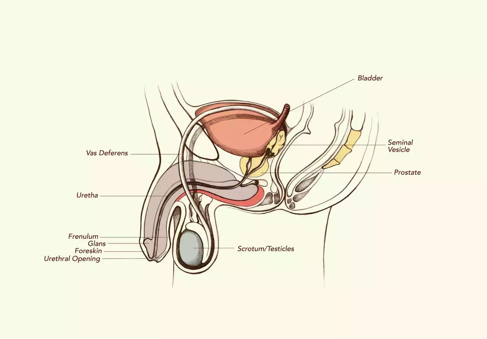 Anatomía del pene 101: Todos los diagramas y datos que necesitas