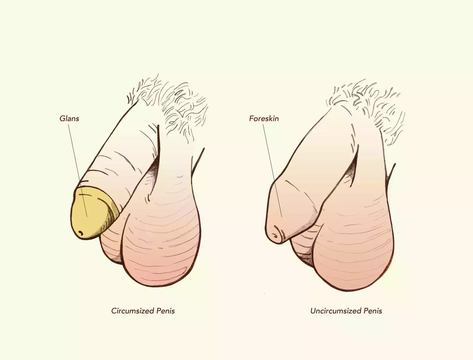 Anatomía del pene 101: Todos los diagramas y datos que necesitas