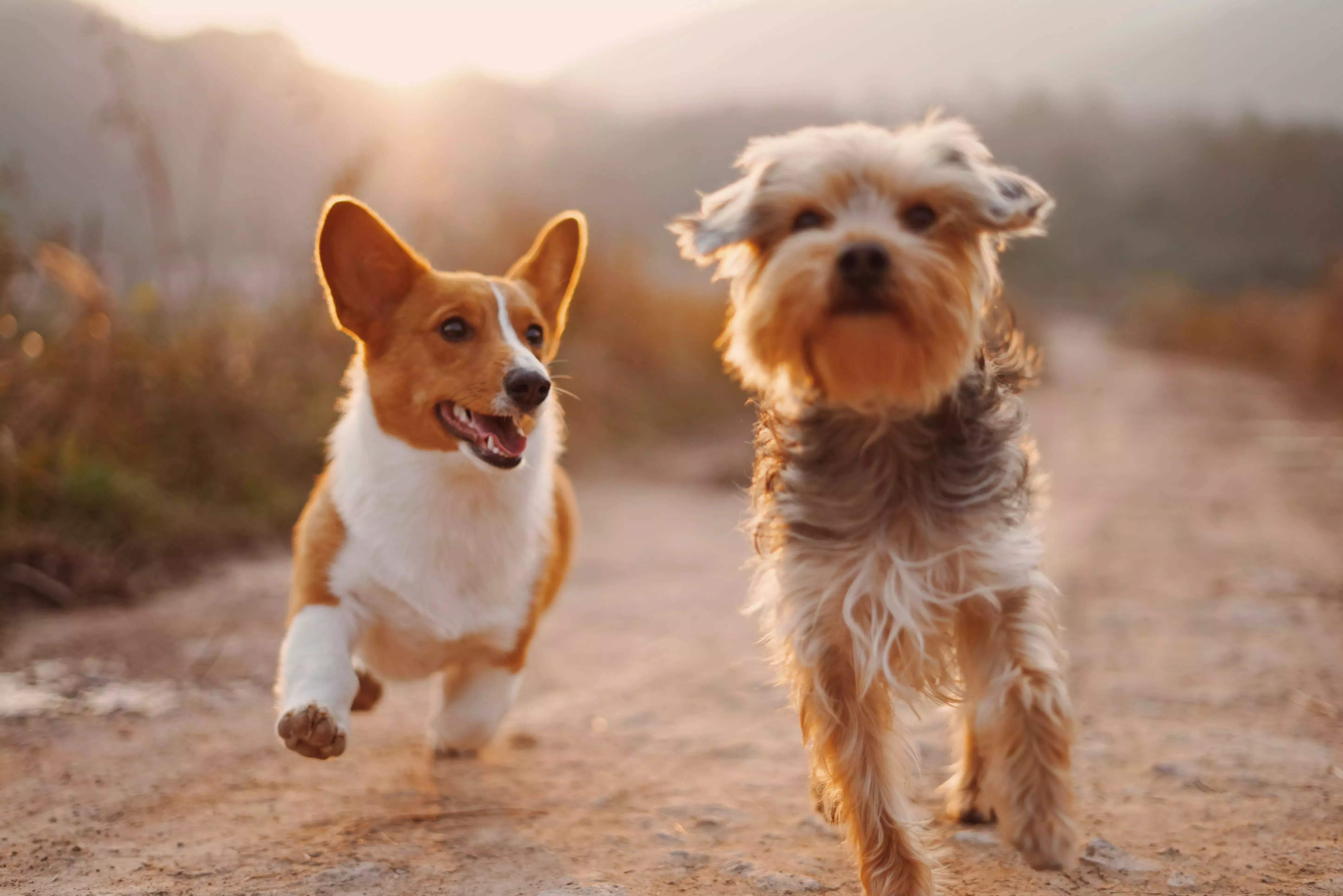 Cómo cuidar a un perro 