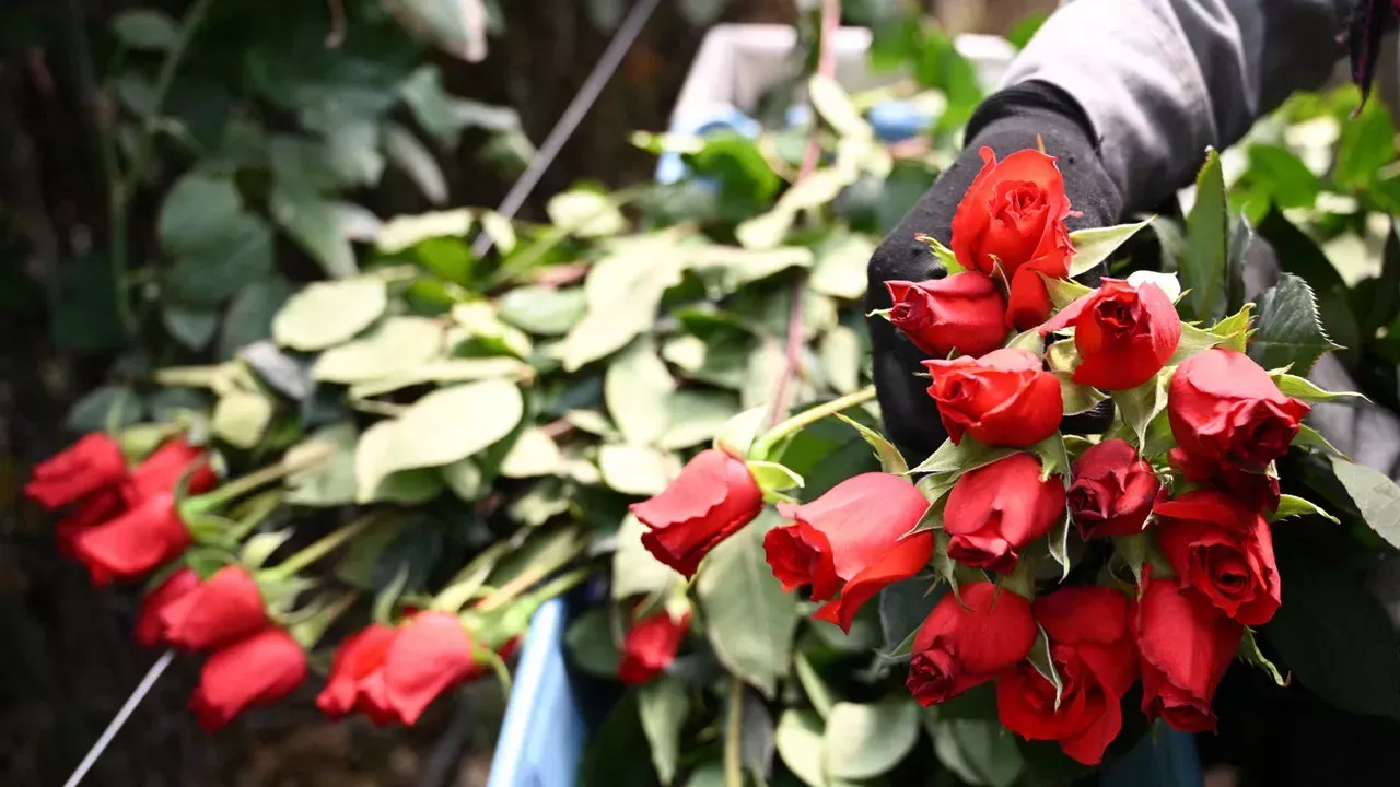 El verdadero coste climático y humano de las rosas de San Valentín