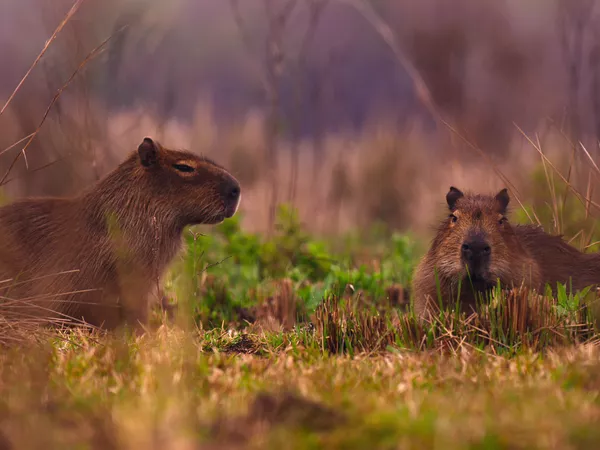 Our Living World es una serie de naturaleza. Netflix