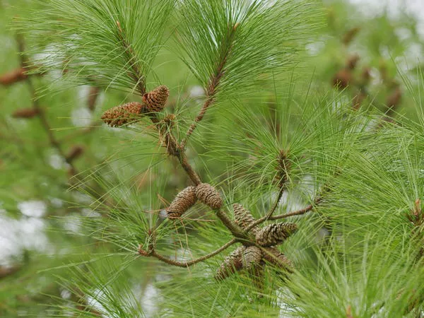 Notes of pine can really complement the winter season.