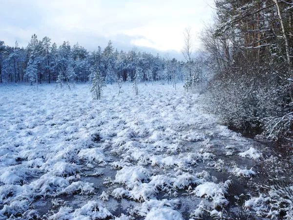 Scents found in a frozen peatland are unique and almost witchy in nature.