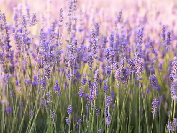 La lavanda a menudo se considera una fragancia relajante.