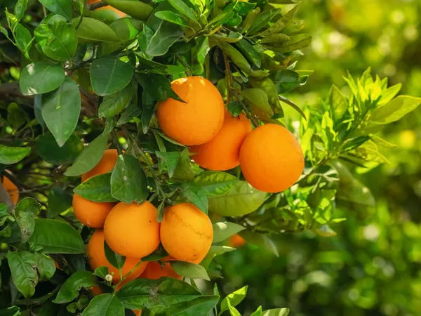 Las fragancias cítricas son una apuesta segura para el verano.