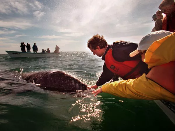 Robert F. Kennedy Jr. acariciando una ballena en México en 1997.