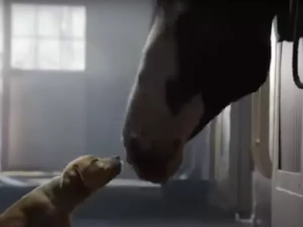 Budweiser aired the ad 'Puppy Love' in 2014.