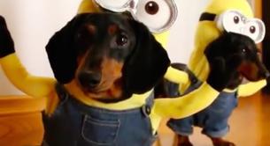 El vídeo de dos perros disfrazados de Minions que triunfa en la red